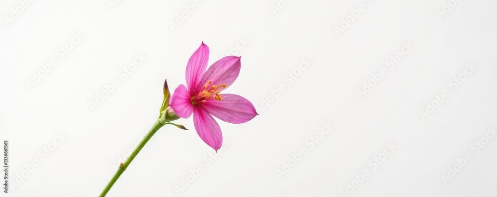 Fototapeta premium Single flower blooming in isolation on white background, nature, blossom