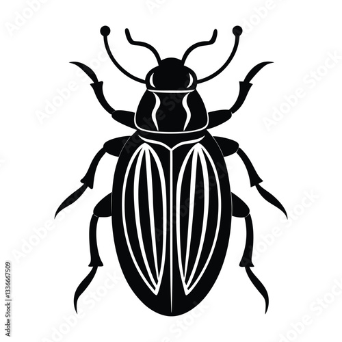 colorado potato beetle
