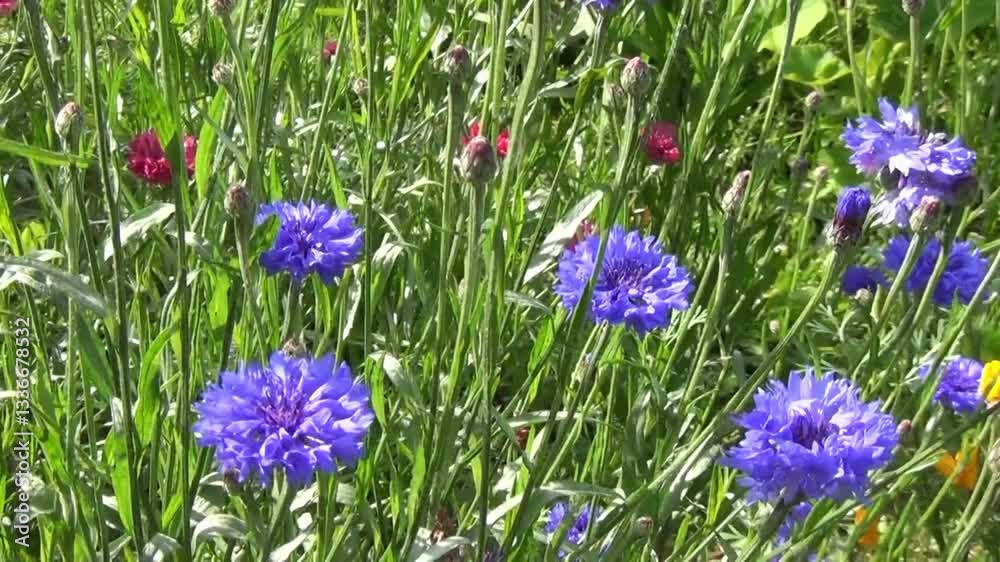 Decorative flowers blue cornflowers on a meadow in the grass with insects on a summer day - color horizontal video, close-up Decorative flowers blue cornflowers on a meadow in the grass with insects on a summer day - color horizontal video, close-up