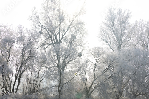 Wintertag an der Isar Deutschland
