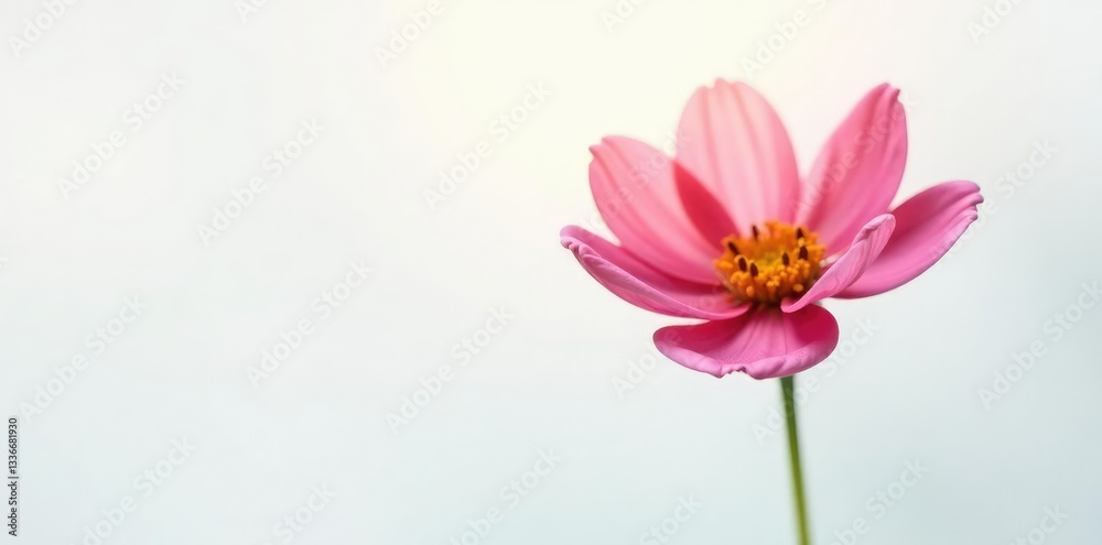 Single flower isolated on white background with soft light, blossom, bloom, bloom Single flower isolated on white background with soft light, blossom, bloom, bloom