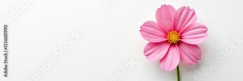 Single flower on a white background with texture, isolated, floral, color