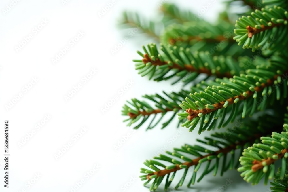 Sprigs of spruce tree branches on white background, evergreen, wood, tree Sprigs of spruce tree branches on white background, evergreen, wood, tree