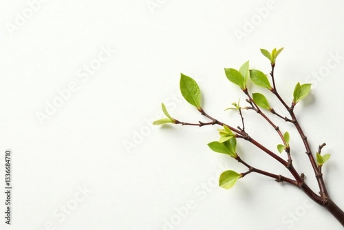 Sprouting branches on a pristine white canvas, organic, nature, isolated branches