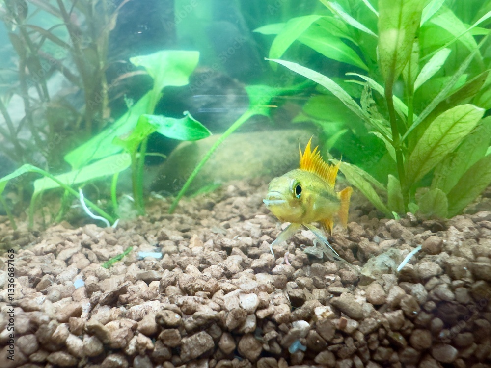 tropical fish Apistogramma cacatuoides male in aquarium