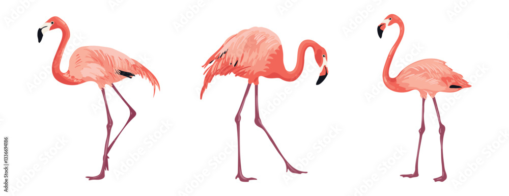Fototapeta premium Pink flamingo on white background bird from different angles. Tropical and exotic big bird lives on salt lakes. Isolated vector illustration.