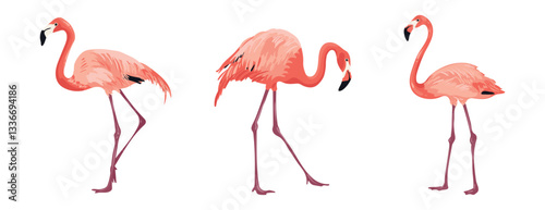 Pink flamingo on white background bird from different angles. Tropical and exotic big bird lives on salt lakes. Isolated vector illustration.