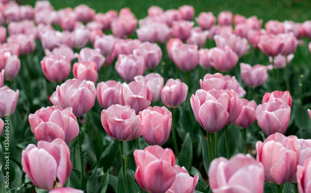 Obraz premium field of pink tulips