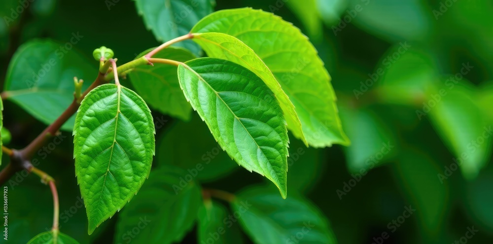 Freshly harvested Siamese neem leaves with stems, foliage, plant life, garden elements Freshly harvested Siamese neem leaves with stems, foliage, plant life, garden elements