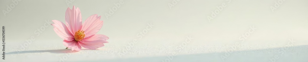 Fototapeta premium Single flower blooms on pristine white ground, single bloom, gentle