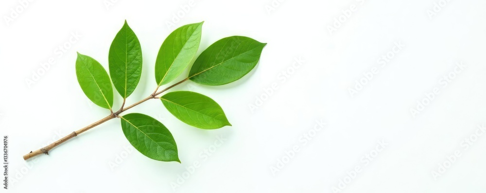 Single isolated branch on white background with subtle leaf veins, texture, tree, organic Single isolated branch on white background with subtle leaf veins, texture, tree, organic