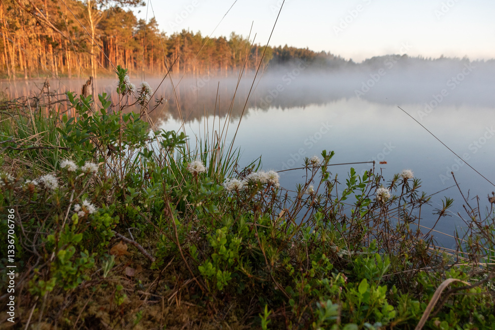 Ledum palustre, the plant is poisonous, evergreen, often common in mossy swamps and swampy pine forests, sunrise by a swamp lake, foggy background
