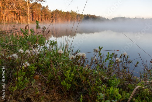 Obraz na płótnie Ledum palustre, the plant is poisonous, evergreen, often common in mossy swamps and swampy pine forests, sunrise by a swamp lake, foggy background w salonie