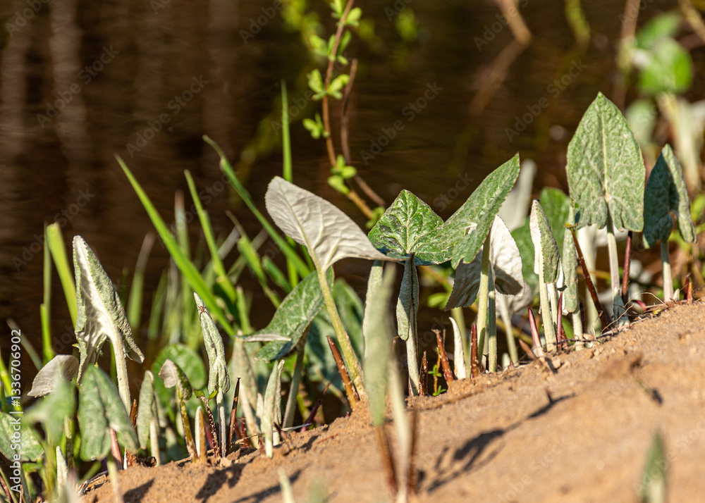 the first green plants of spring, the harbingers of spring, the first greenery in nature