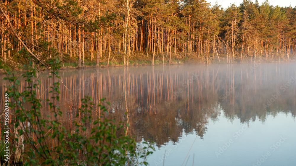 sunrise, sunset landscape by the swamp lake, morning fog, golden hour, reflections in the water, traditional swamp lake vegetation