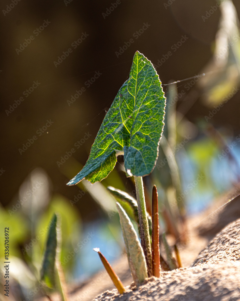 the first green plants of spring, the harbingers of spring, the first greenery in nature