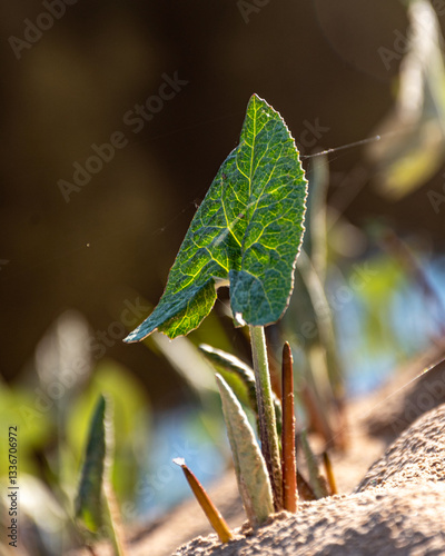 Obraz na płótnie the first green plants of spring, the harbingers of spring, the first greenery in nature w salonie