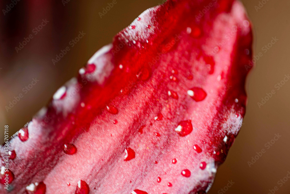 close-up view of a beautiful red lily, macro