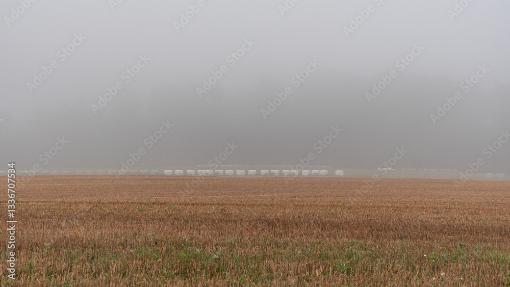 landscape with a field of crops in the morning fog, early summer morning, mist