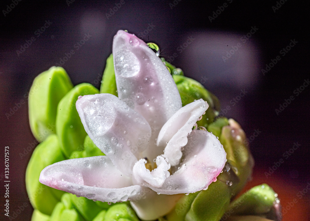 hyacinth bud macro photo, plant close-up photo