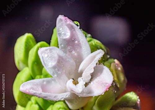 Obraz na płótnie hyacinth bud macro photo, plant close-up photo w salonie