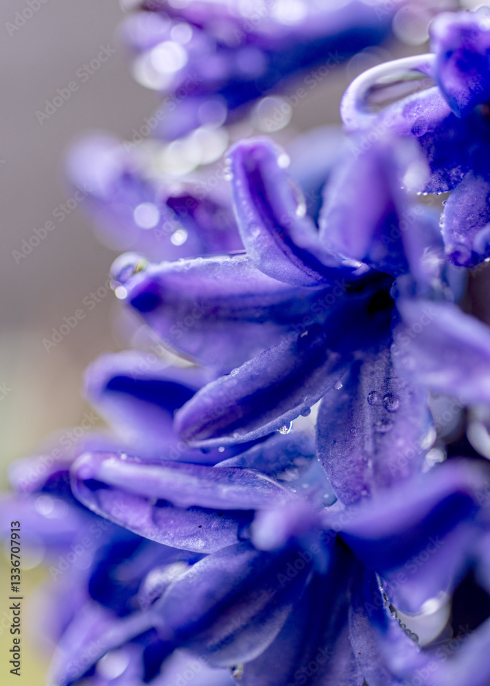 macro photography, flower fragment close-up, spring flower company