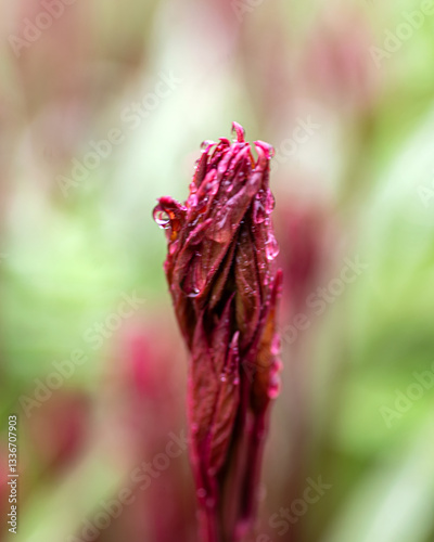 spring plants covered with dew drops, spring flowers, morning dew