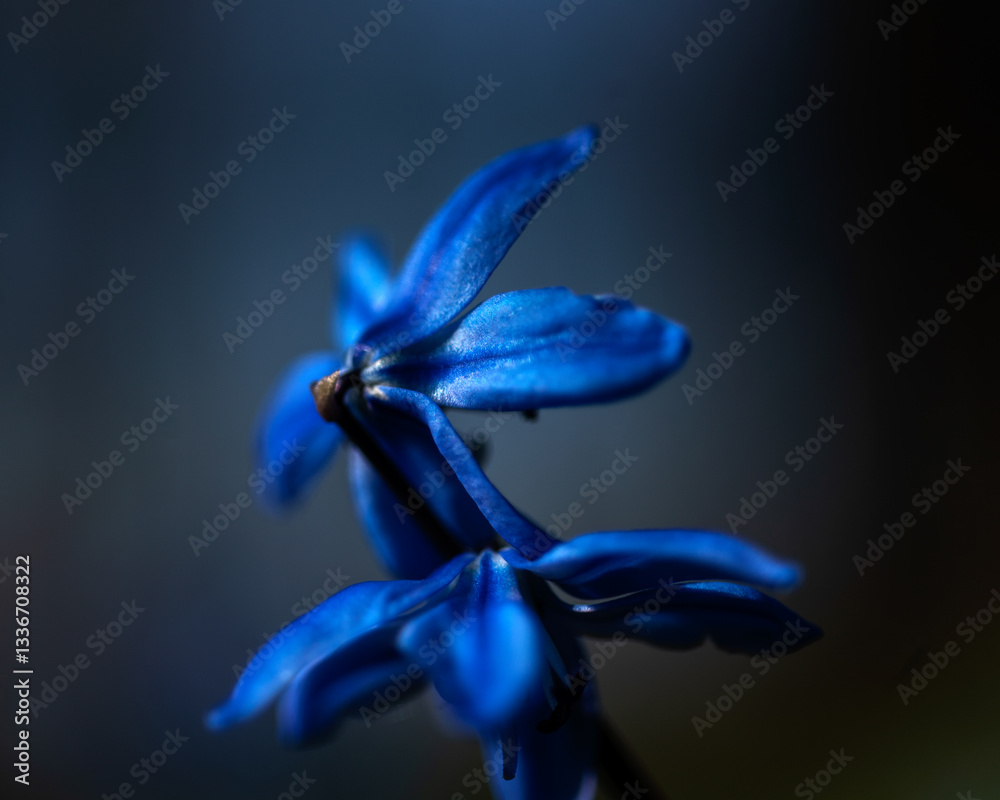 One of the earliest blooming spring bulbs, Scilla siberica, in spring on a natural background