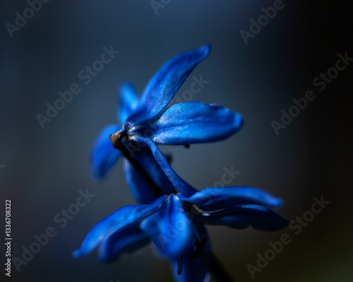Obraz na płótnie One of the earliest blooming spring bulbs, Scilla siberica, in spring on a natural background w salonie