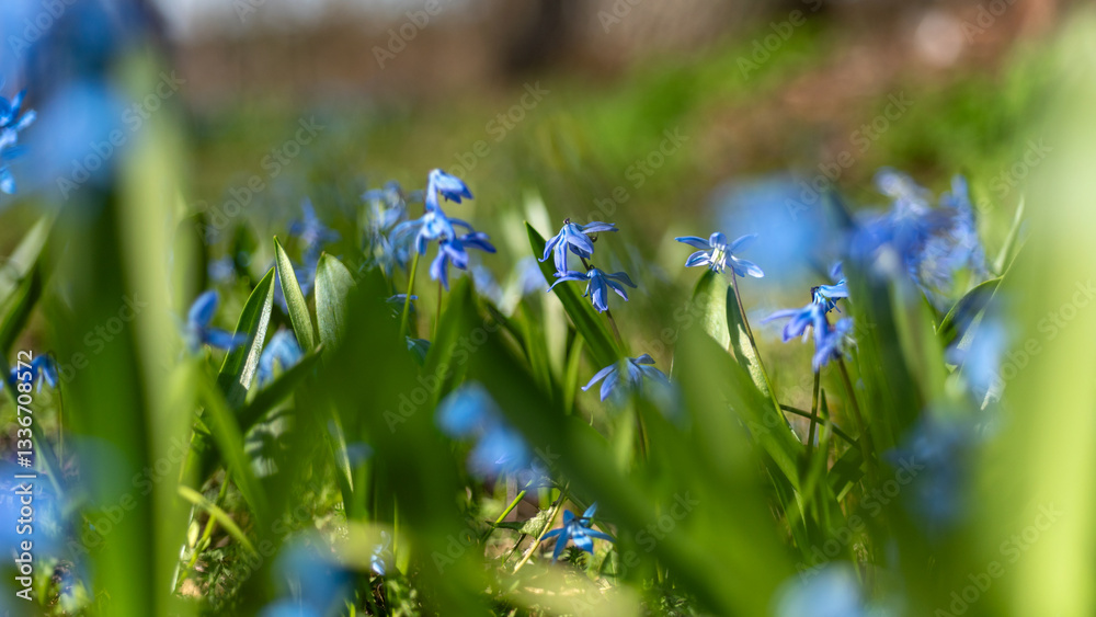 One of the earliest blooming spring bulbs, Scilla siberica, in spring on a natural background