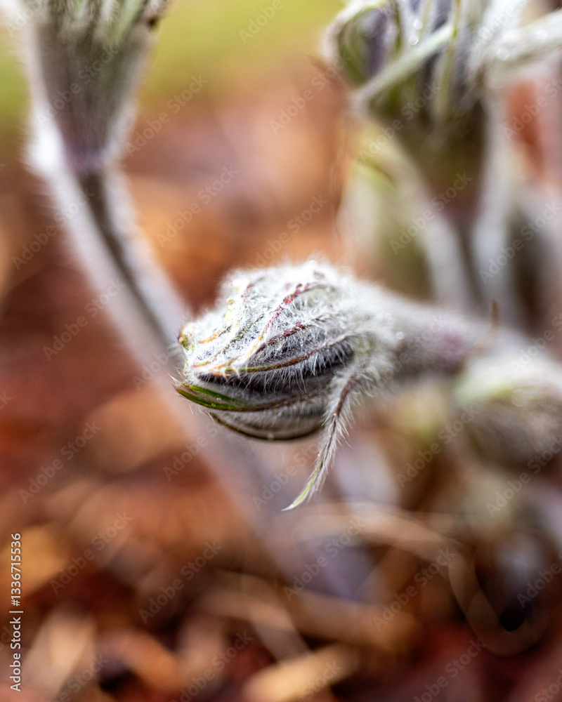 purple spring flowers, Pulsatilla patens in spring on a natural background