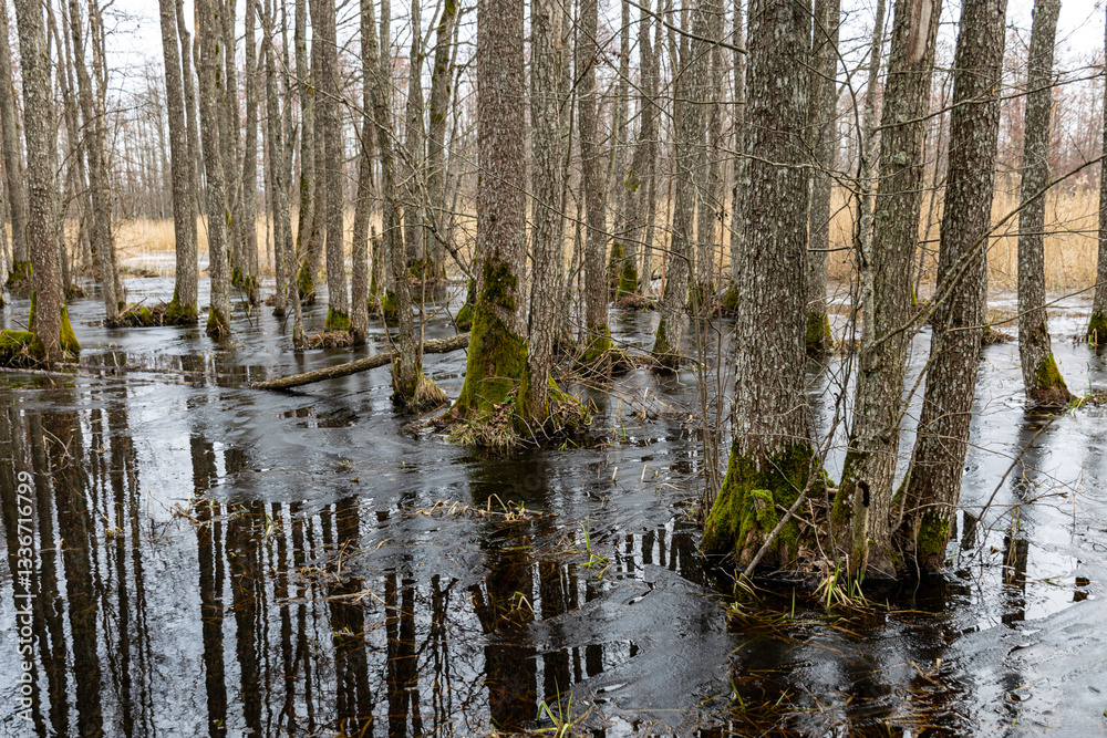 Flooded forest, forest wetland, melting snow and ice, puddles of water between tree trunks reflecting forest and tree shadows, Slokas nature trail, Latvia