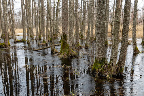 Obraz na płótnie Flooded forest, forest wetland, melting snow and ice, puddles of water between tree trunks reflecting forest and tree shadows, Slokas nature trail, Latvia w salonie