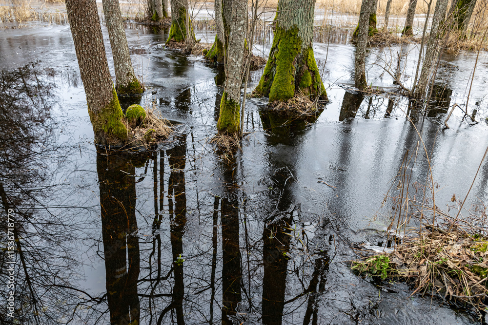 Flooded forest, forest wetland, melting snow and ice, puddles of water between tree trunks reflecting forest and tree shadows, Slokas nature trail, Latvia