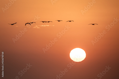 Birds Flying above Rising Sun 3