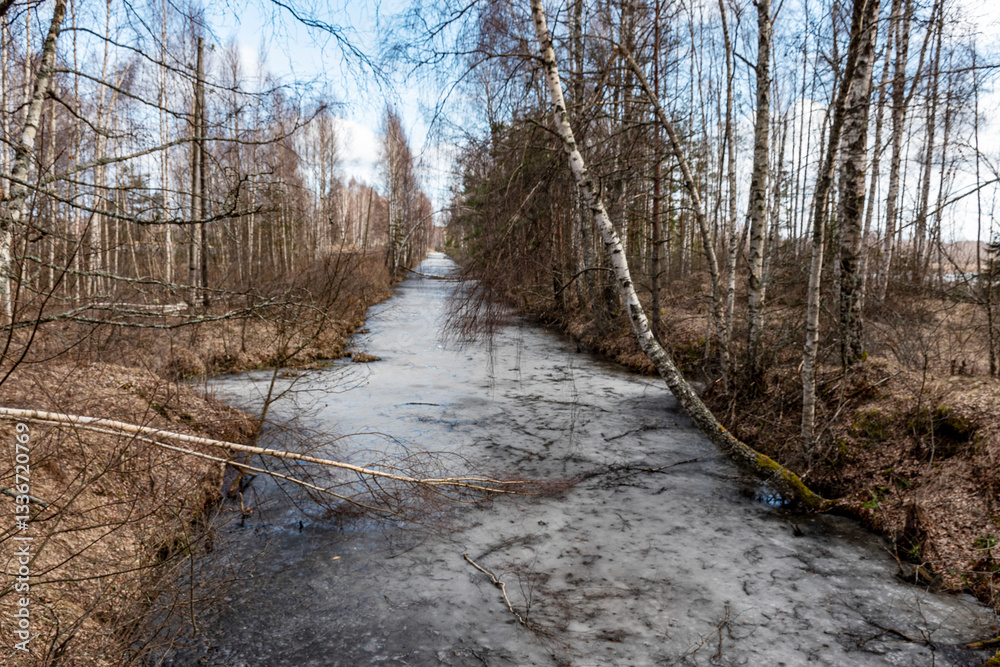 swamp ditch in spring, beautiful reflections of trees on the surface of the water, leafless trees in spring, long developed swamp