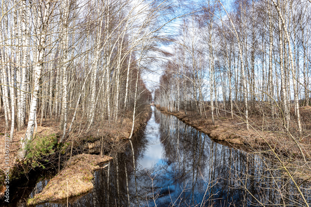 swamp ditch in spring, beautiful reflections of trees on the surface of the water, leafless trees in spring, long developed swamp