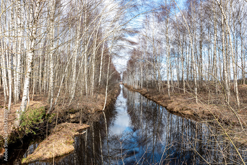 Obraz na płótnie swamp ditch in spring, beautiful reflections of trees on the surface of the water, leafless trees in spring, long developed swamp w salonie