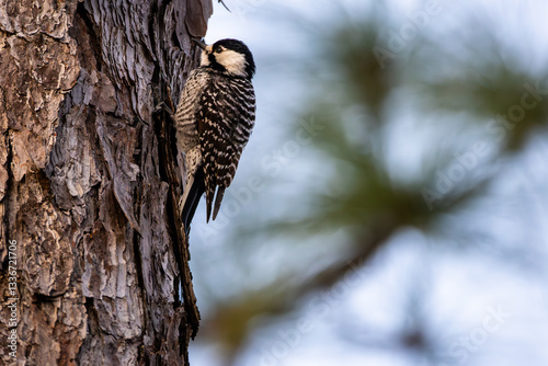 Red-cockaded Woodpecker 