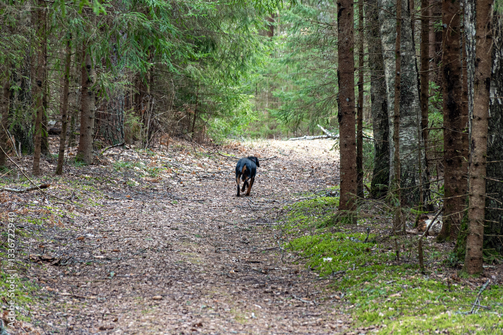 spring walk with a dog in the forest, bare trees, nature without greenery, the ground is covered with dry tree leaves
