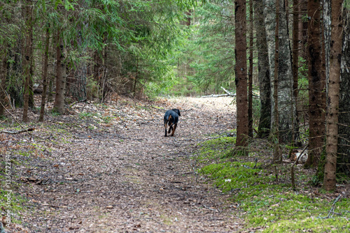 Obraz na płótnie spring walk with a dog in the forest, bare trees, nature without greenery, the ground is covered with dry tree leaves w salonie