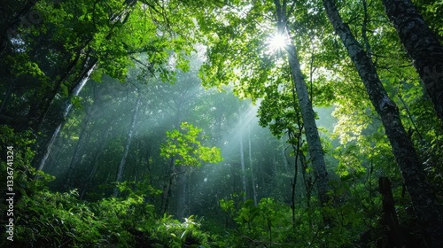 Sunbeams Illuminating Lush Forest