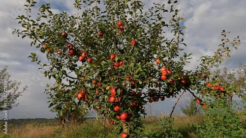 red apples on a tree. apple orchard in autumn. ripe apples on the tree. growing apples