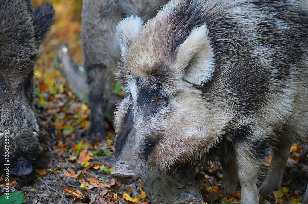 Wild boars in nature. Beautiful concept for animals and nature. Wild boars in nature. Beautiful concept for animals and nature.