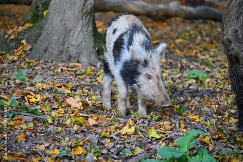 Wild boars in nature. Beautiful concept for animals and nature.