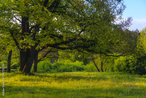 Oak tree in the springtime. Spring in the park. No AI tools