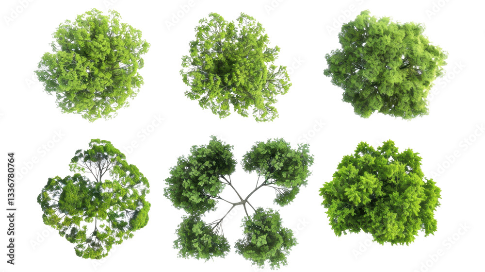 Fototapeta premium Top view of six green trees showing branches and foliage on transparent background