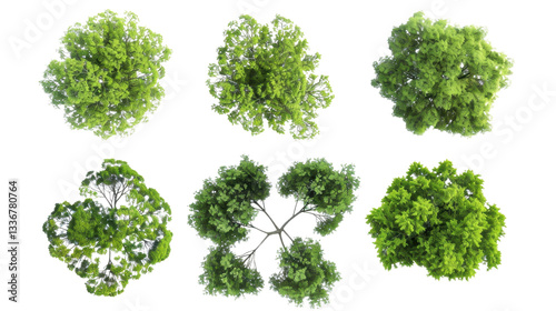 Top view of six green trees showing branches and foliage on transparent background