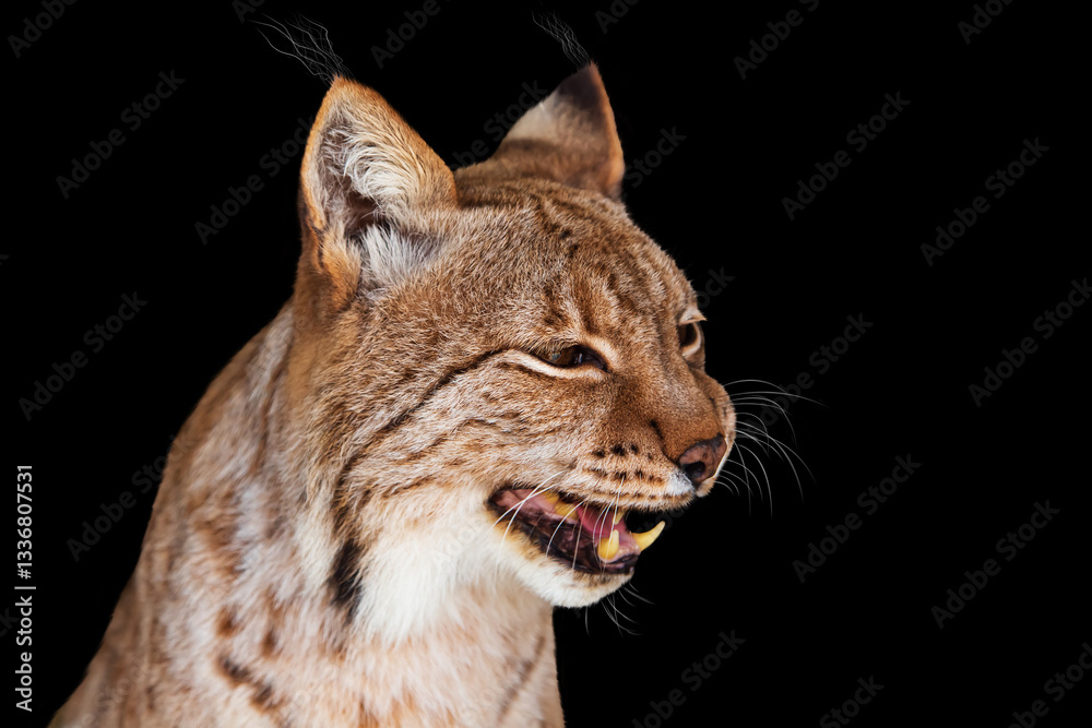 Obraz premium Portrait of a lynx isolated on a black background.