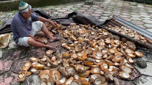Workers are splitting coconuts and drying them to make dry coconuts and sell them to make oil. Sangihe Island, Sangihe Islands Regency, North Sulawesi, Indonesia